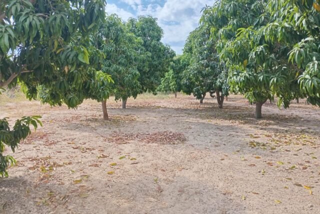 Verger de 2,50 hectares vers Fandéne – Thiès