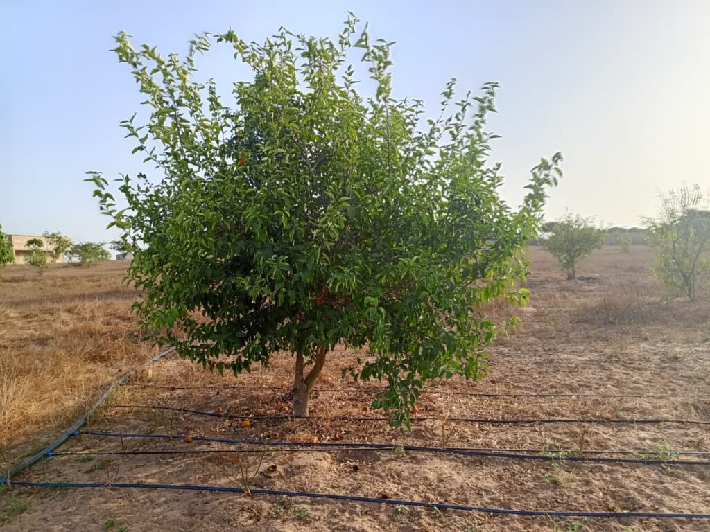 Verger de 1 hectare vers Keur Moussa – Thiès