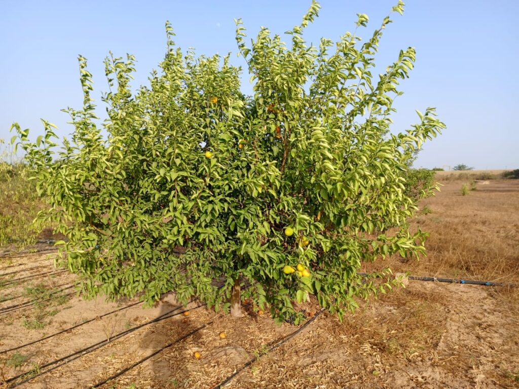 Verger de 1 hectare vers Keur Moussa – Thiès