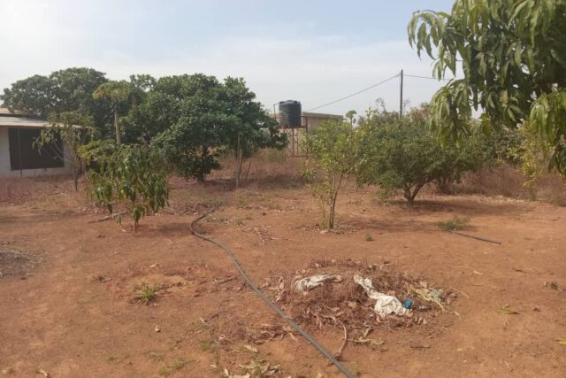 Verger de 1,40 hectare vers Fandéne – Thiès