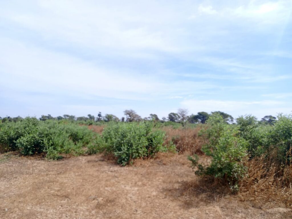 Verger de 6.745 m² vers Tassette – Thiès