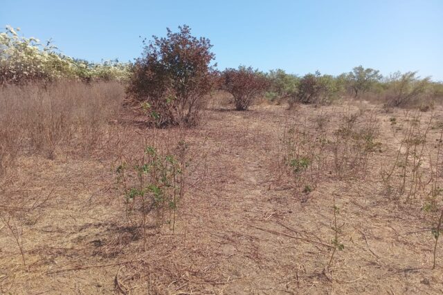 Trois hectares à morceler en parcelles d’habitat vers Malicounda – Mbour