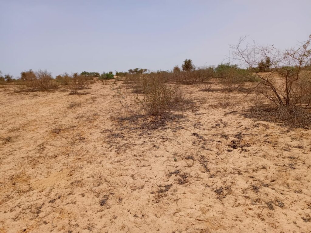 Terrain de 1 Hectare pour Projet de Morcellement de Parcelles à usage d’Habitation vers Notto Diobass – Thiès