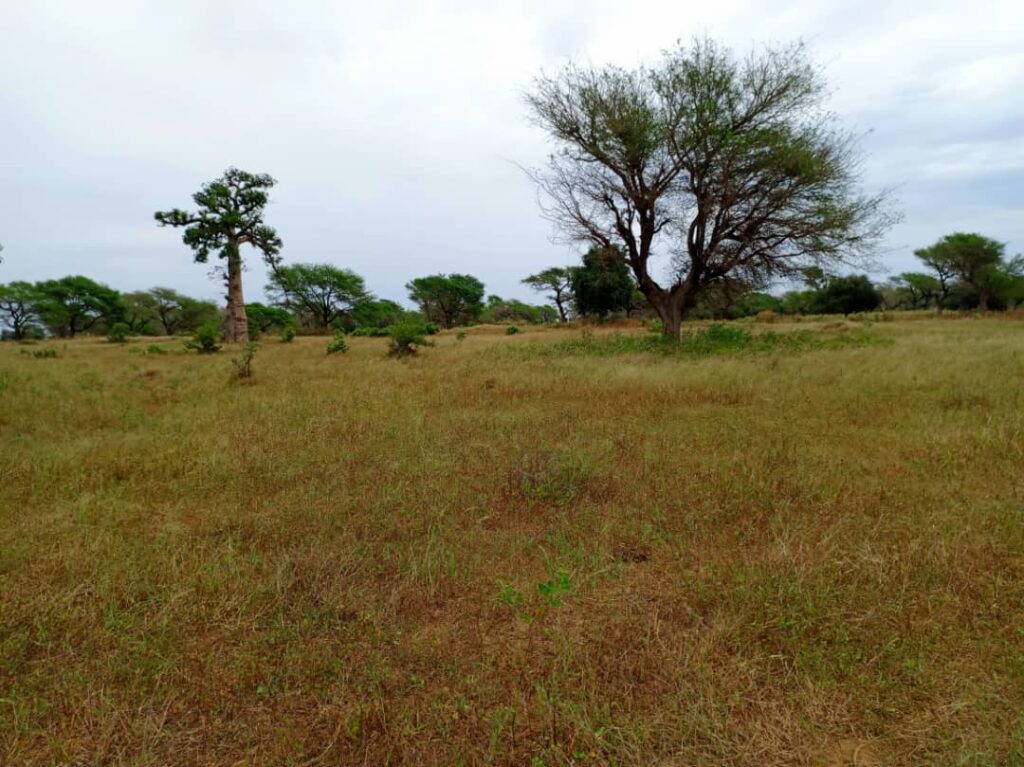 Terrain Agricole de 1,60 Hectare vers Tassette – Thiès