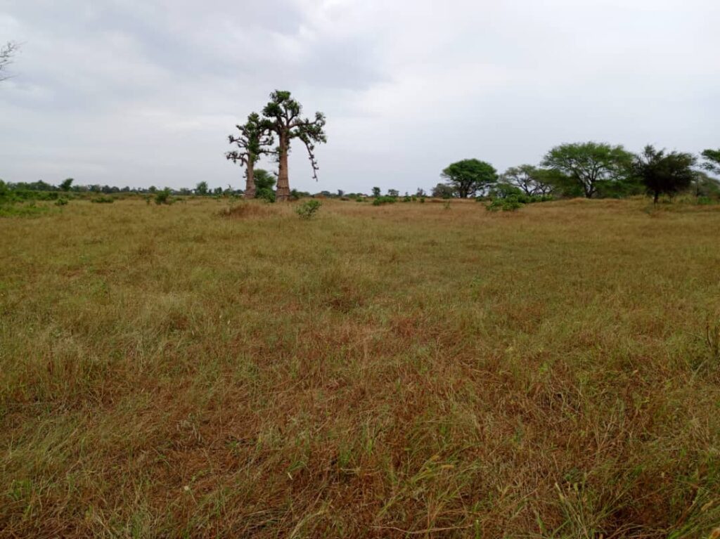 Terrain Agricole de 1,60 Hectare vers Tassette – Thiès