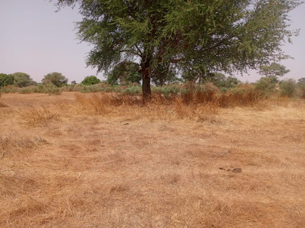 Terrain Agricole de 2,07 Hectares vers Tassette – Thiès