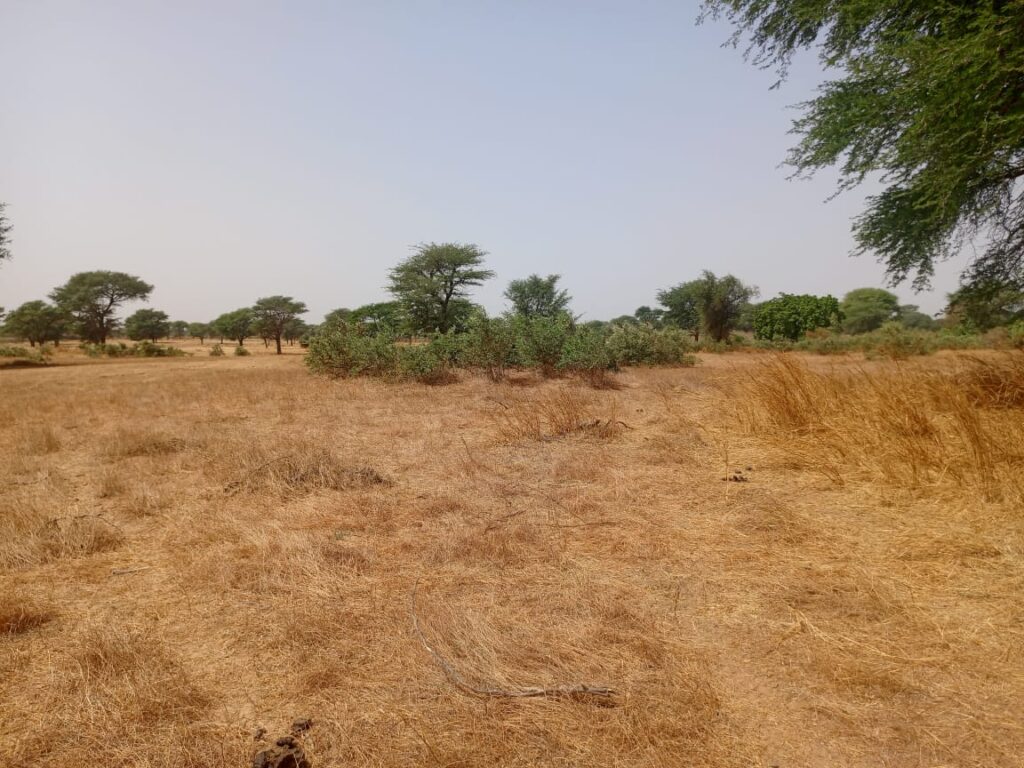 Terrain Agricole de 2,07 Hectares vers Tassette – Thiès