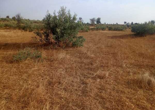Terrain Agricole de 2,80 Hectares vers Kébémer