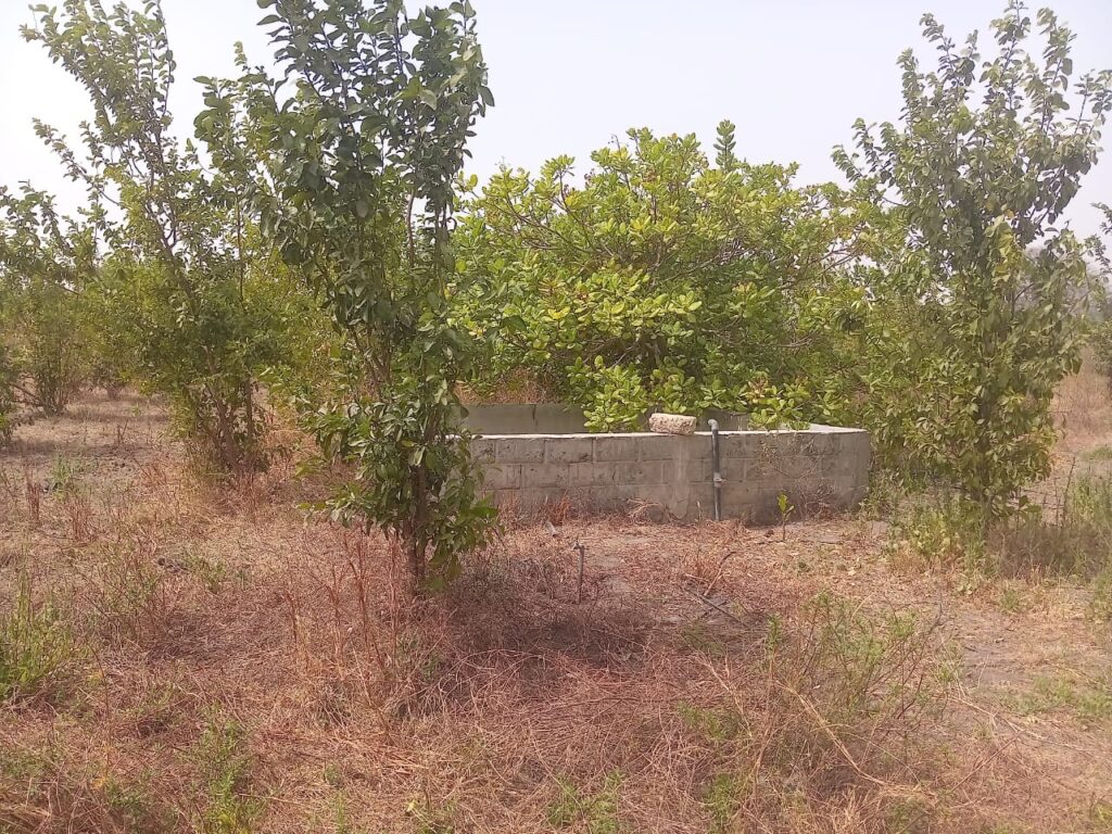 Verger de 5 hectares vers Sandiara – Mbour