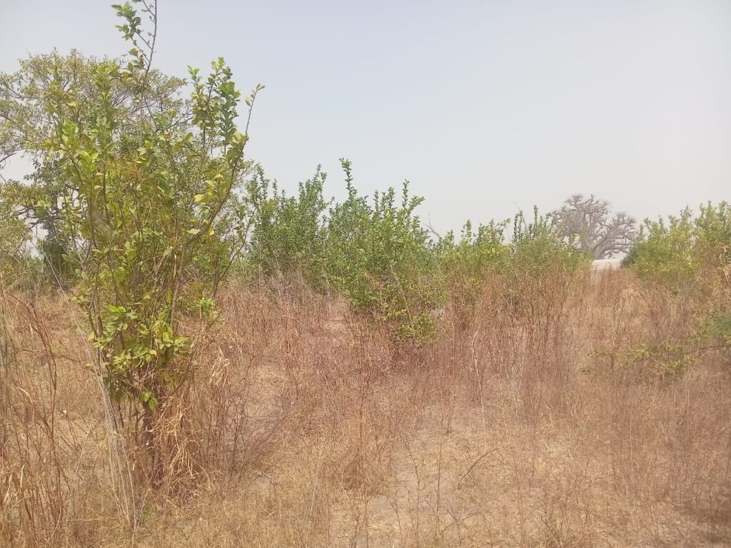 Verger de 5 hectares vers Sandiara – Mbour
