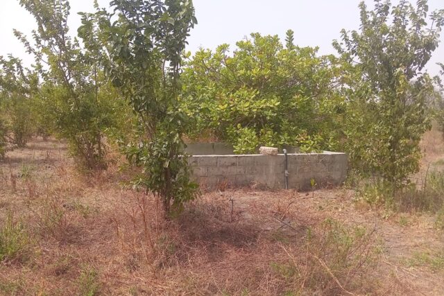 Verger de 5 hectares vers Sandiara – Mbour