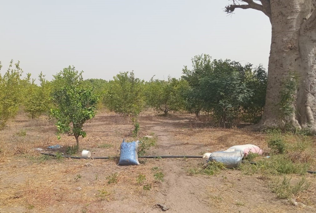Verger de 5 hectares vers Sandiara – Mbour