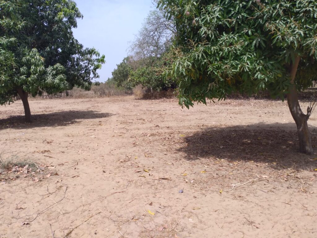 Terrain de 6 hectares prêt pour projet de morcellement à Fandéne – Thiès