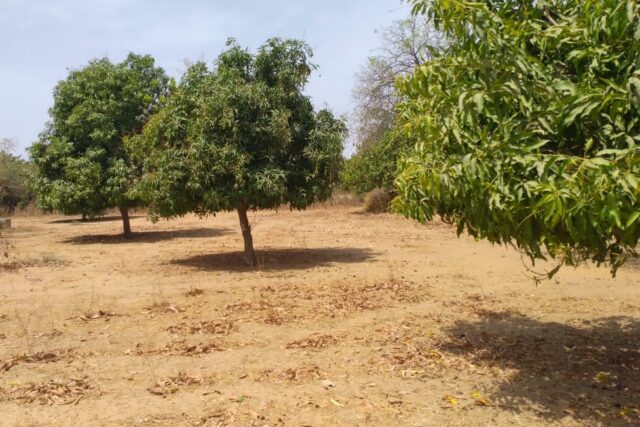 Terrain de 6 hectares prêt pour projet de morcellement à Fandéne – Thiès