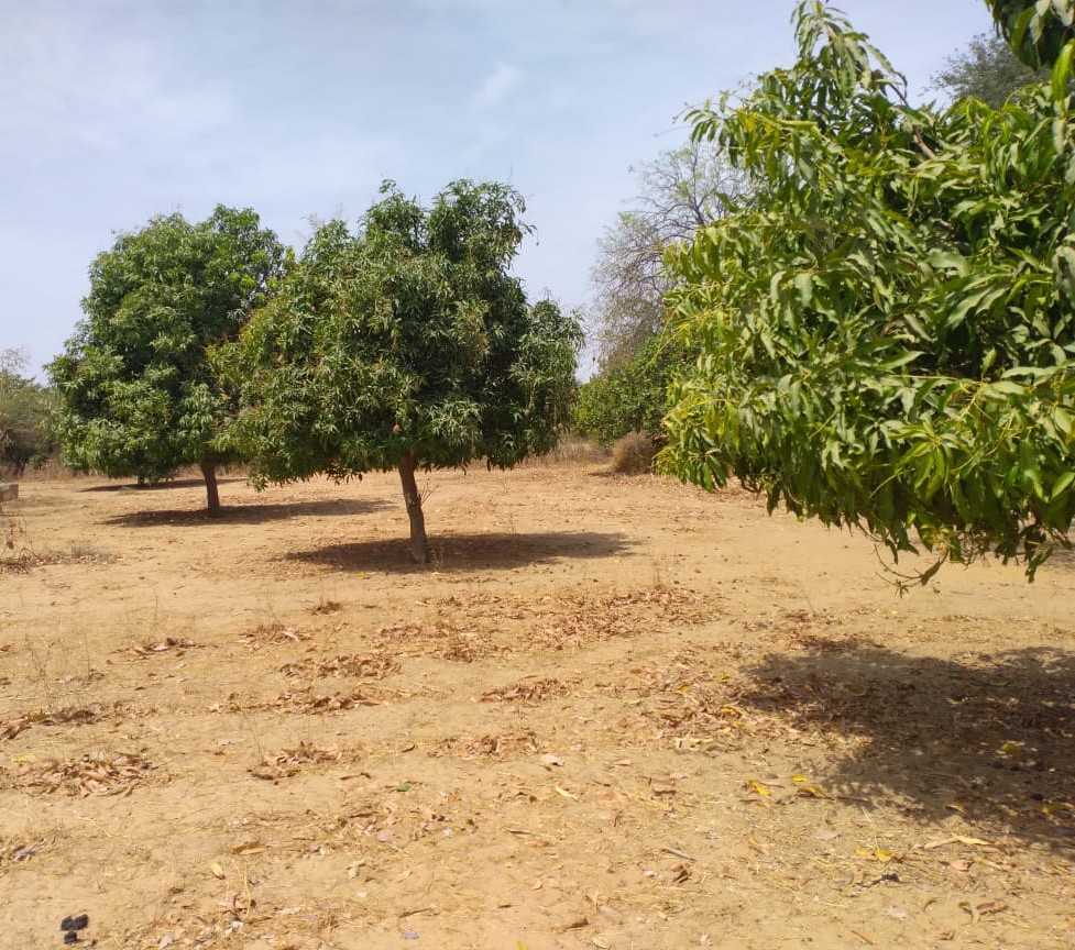 Verger de 6 hectares vers Fandéne – Thiès