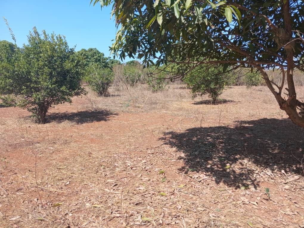 Verger de 5,5 hectares vers Pout – Thiès