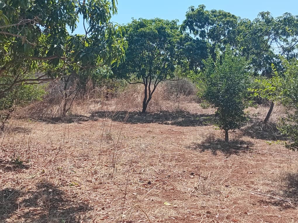 Verger de 5,5 hectares vers Pout – Thiès