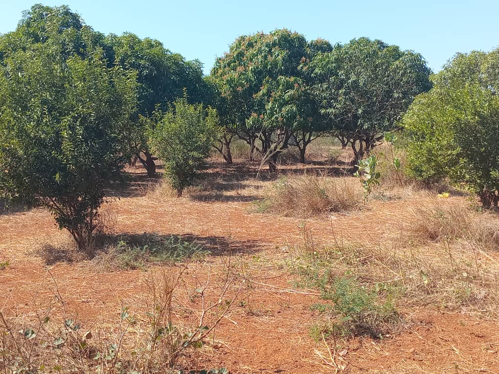 Verger de 5,5 hectares vers Pout – Thiès