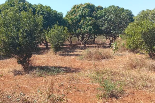 Verger de 5,5 hectares vers Pout – Thiès