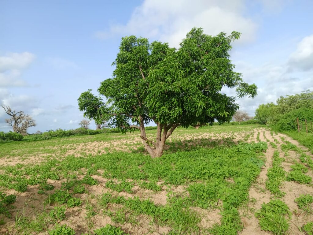 Verger de 1,82 Hectare vers Tassette – Thiès