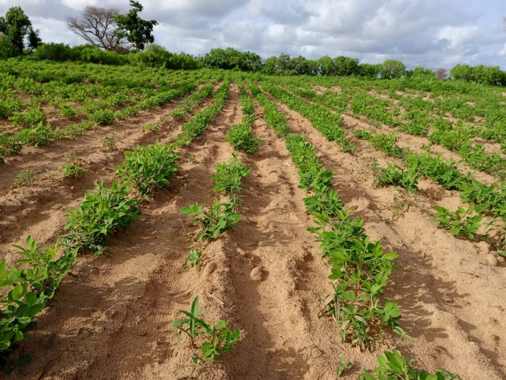 Verger de 1,82 Hectare vers Tassette – Thiès
