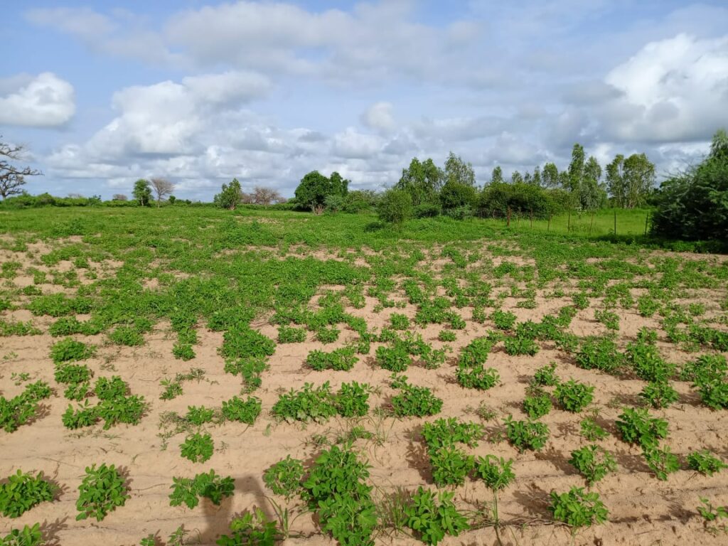 Verger de 1,82 Hectare vers Tassette – Thiès