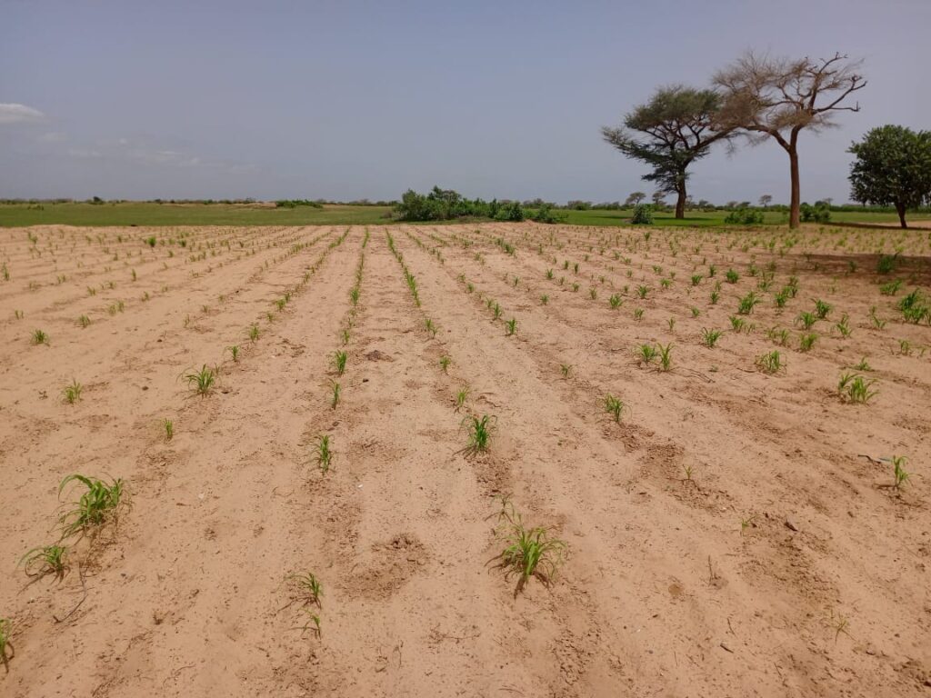 Terrain Agricole de 1,62 Hectare vers Tassette – Thiès