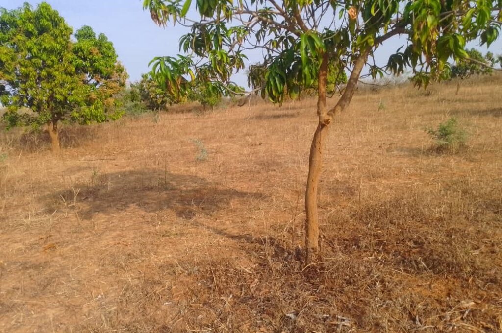 Verger de 1,42 hectare vers Notto Diobass – Thiès