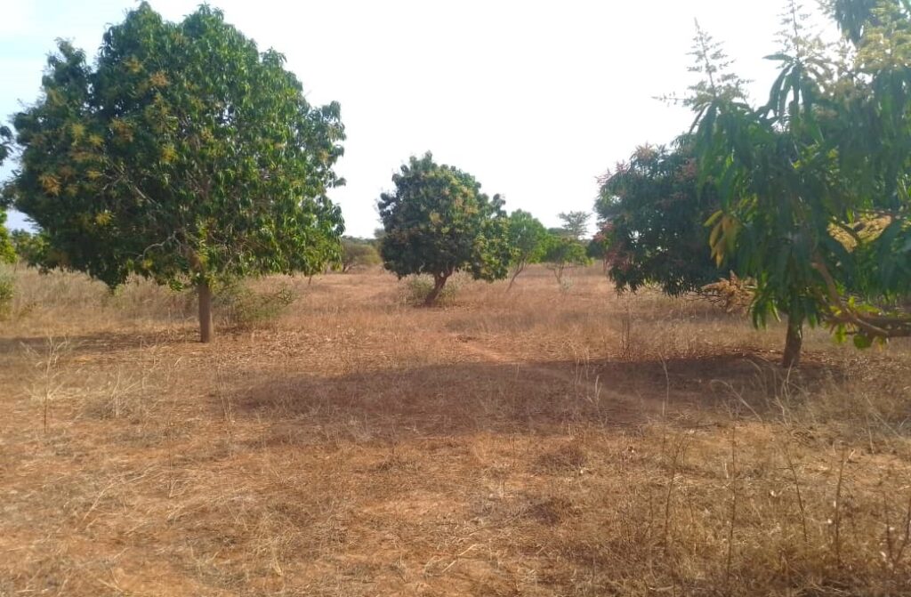 Verger de 1,42 hectare vers Notto Diobass – Thiès