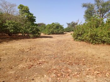Verger de 2,32 hectares vers Notto Diobass – Thiès