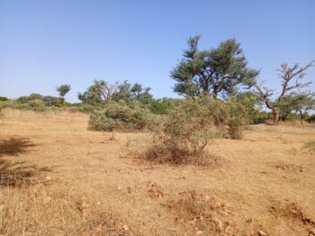 Verger de 2,32 hectares vers Notto Diobass – Thiès