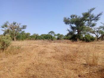 Verger de 2,32 hectares vers Notto Diobass – Thiès