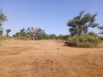 Verger de 2,32 hectares vers Notto Diobass – Thiès