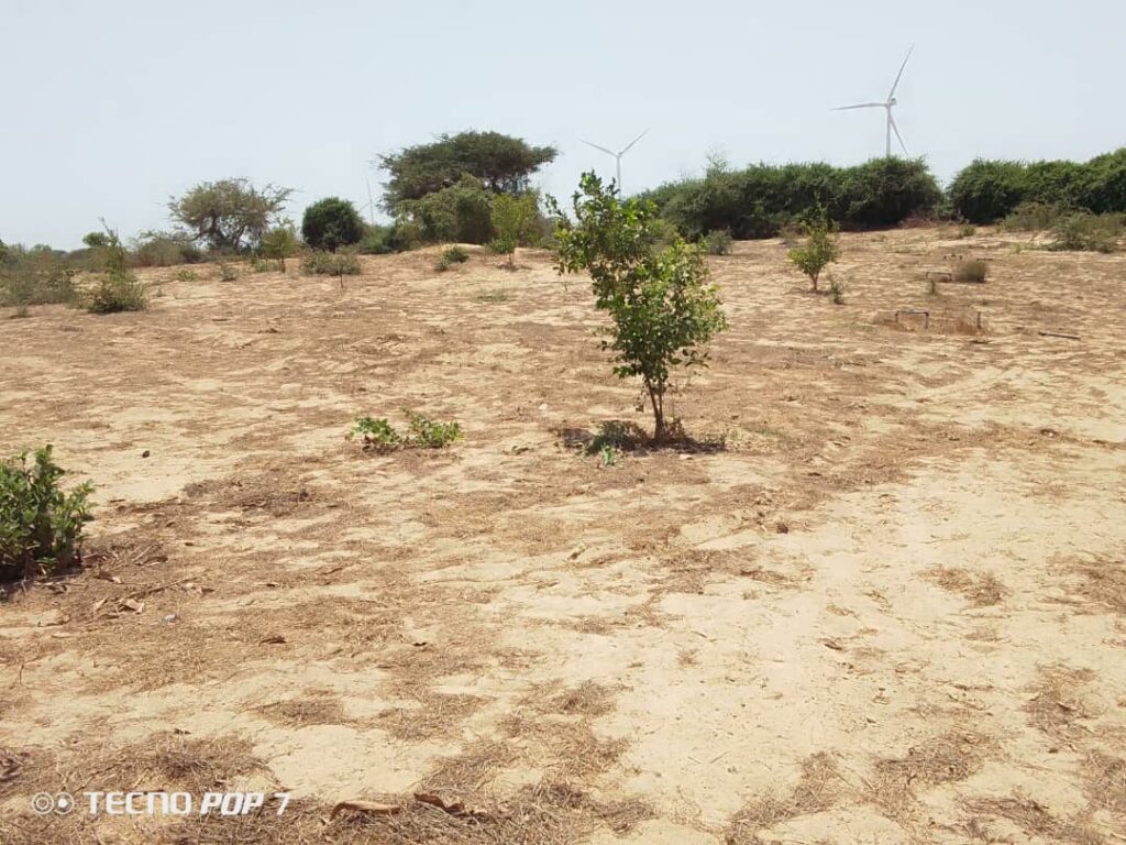 Verger de 2 hectares vers Taïba Ndiaye – Thiès