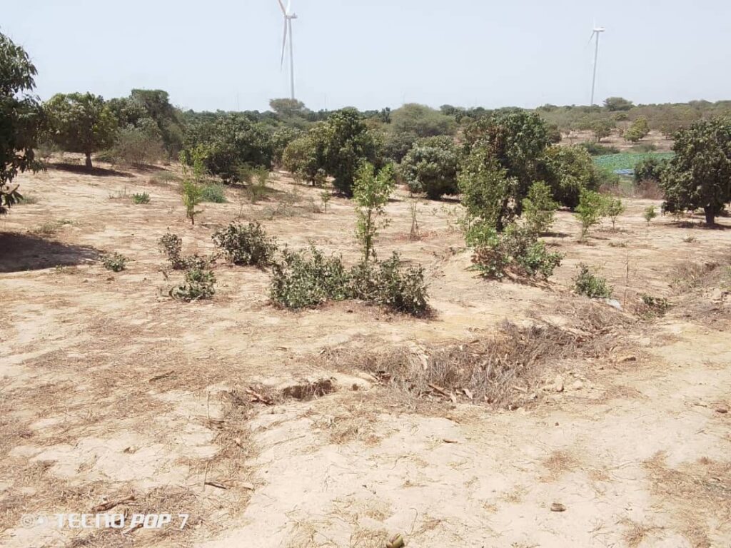 Verger de 2 hectares vers Taïba Ndiaye – Thiès