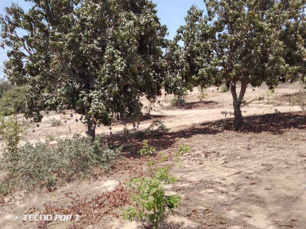 Verger de 2 hectares vers Taïba Ndiaye – Thiès