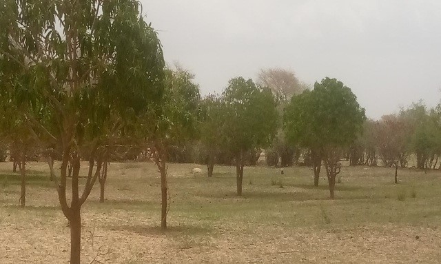 Verger de 1,5 hectare vers Koul – Thiès