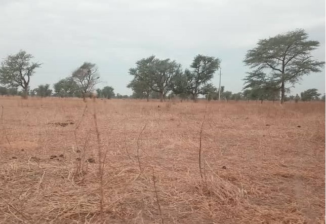 Terrain Agricole de 38 Hectares vers Dalla Ngabou – Diourbel