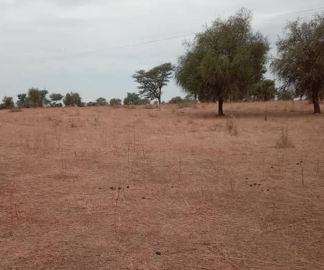 Terrain Agricole de 38 Hectares vers Dalla Ngabou – Diourbel