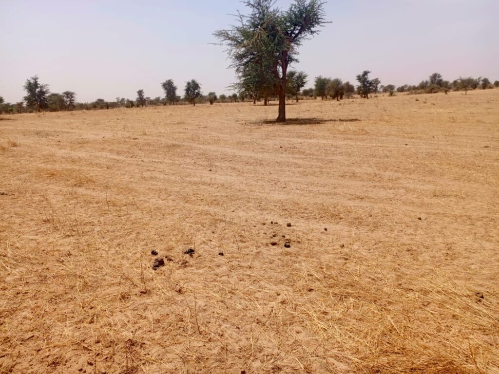 Haute Productivité : Vaste terrain agricole de 11,65 Hectares vers Dalla Ngabou