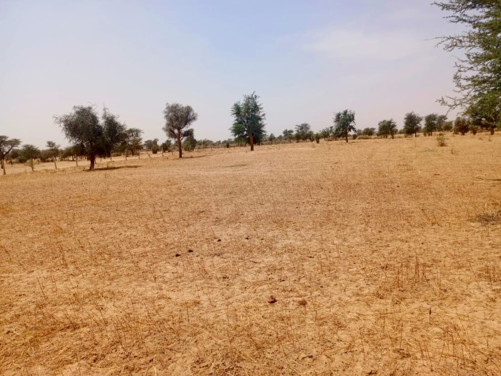 Haute Productivité : Vaste terrain agricole de 11,65 Hectares vers Dalla Ngabou