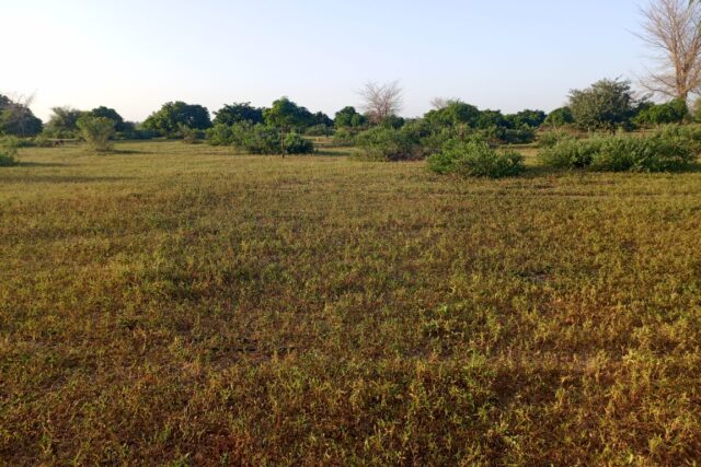 Terrain Agricole de 17 Hectares vers Tassette – Thiès