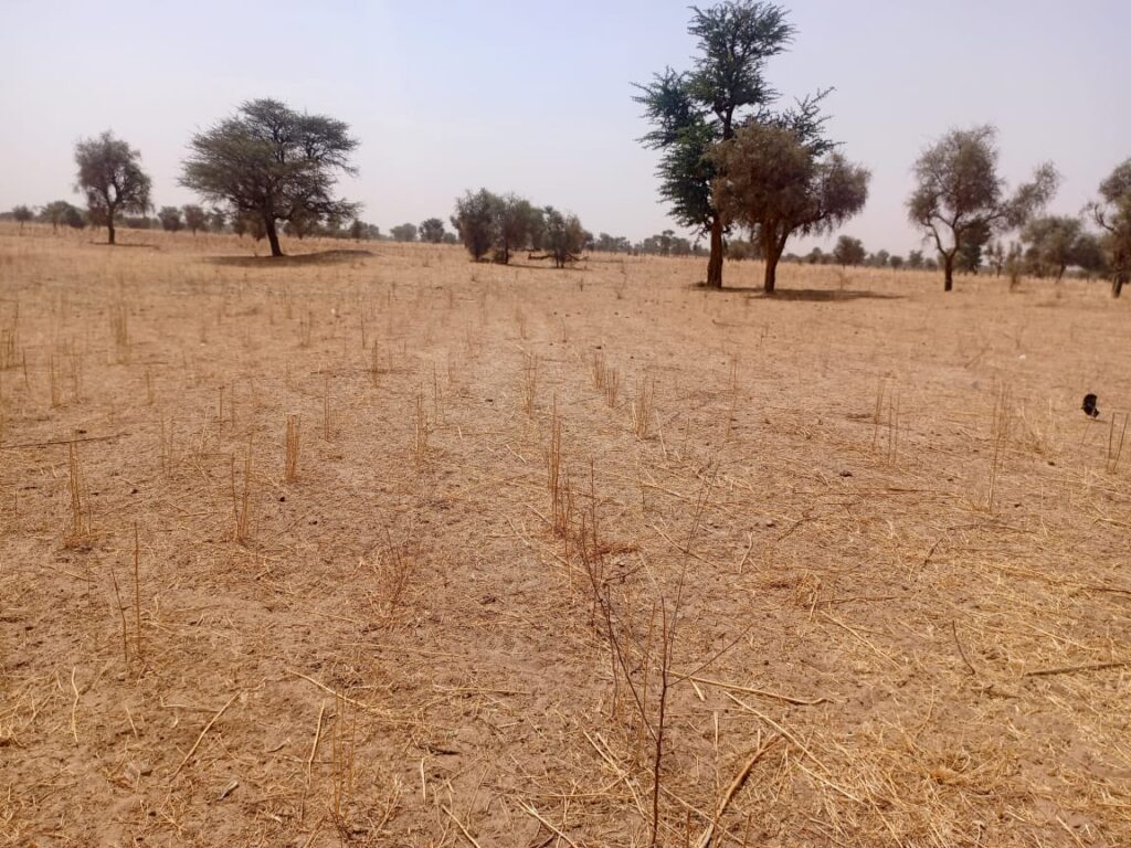 Terrain Agricole de 9,29 Hectares vers Dalla Ngabou – Diourbel