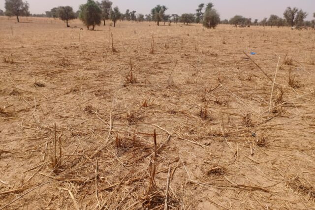 Terrain Agricole de 9,29 Hectares vers Dalla Ngabou – Diourbel