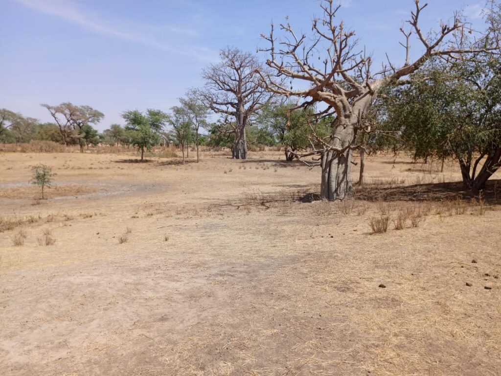 Terrain Agricole de 2,33 hectares vers Notto Diobass – Thiès