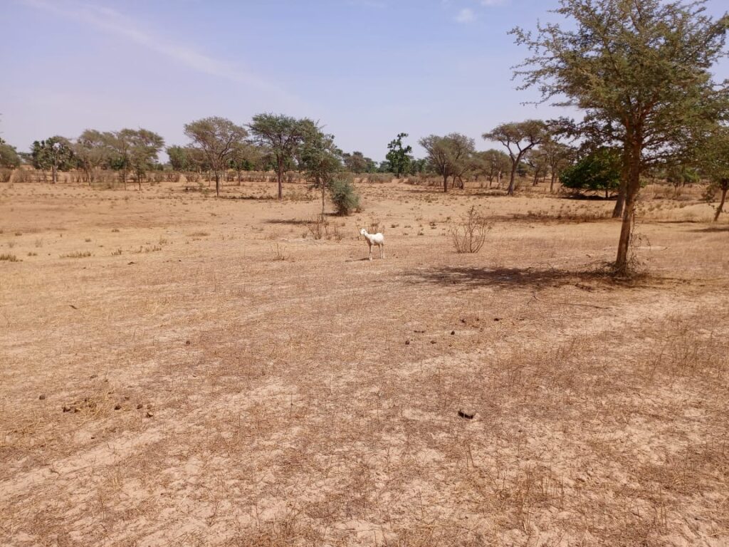 Terrain Agricole de 2,33 hectares vers Notto Diobass – Thiès