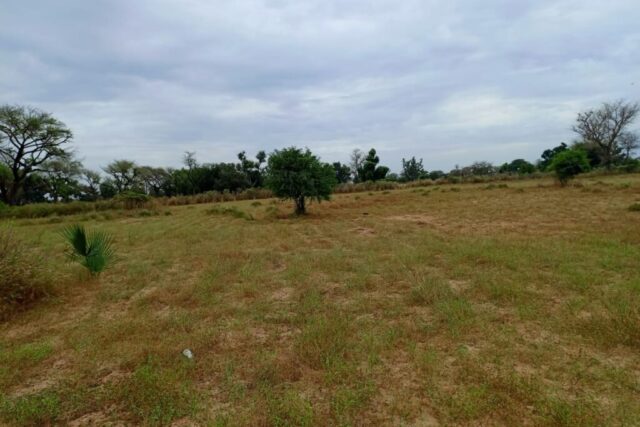 Terrain Agricole de 4.300 m² vers Tassette – Thiès