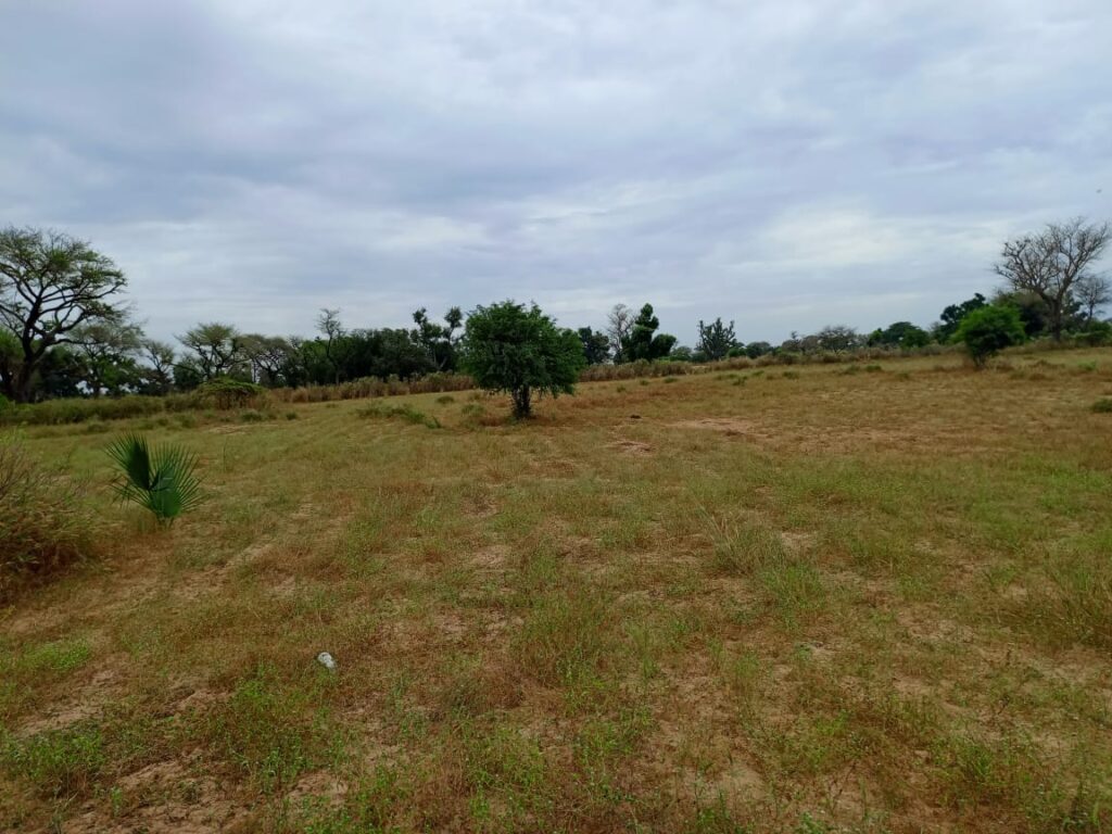 Terrain Agricole de 4.300 m² vers Tassette – Thiès