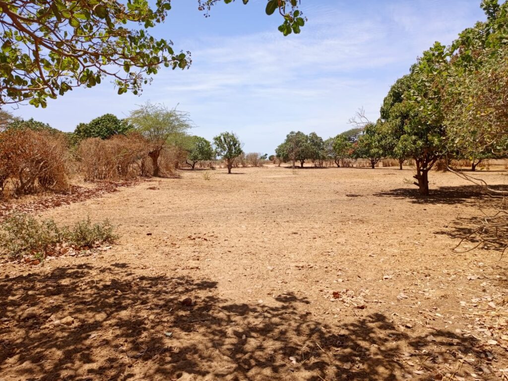 Investissement Vert : 7 590 m² stratégique dans la zone horticole de Tassette