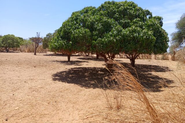 Investissement Vert : 7 590 m² stratégique dans la zone horticole de Tassette